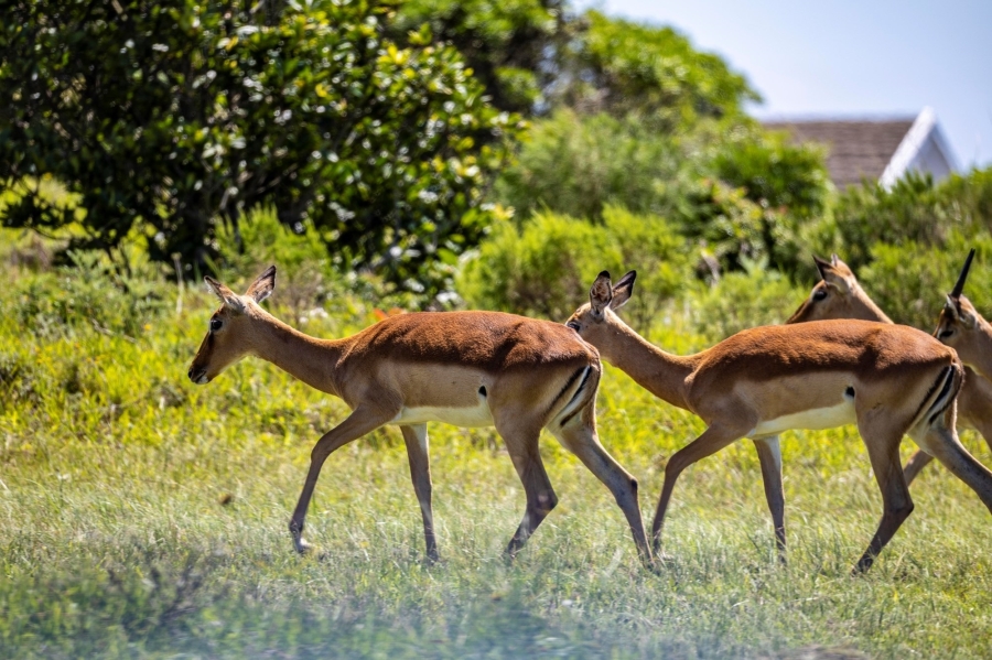 0 Bedroom Property for Sale in Cypraea Sands Estate Eastern Cape